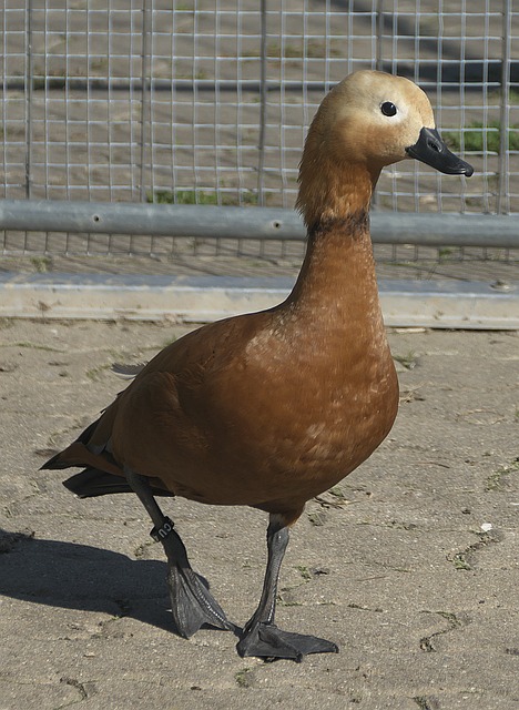 同時也讓業