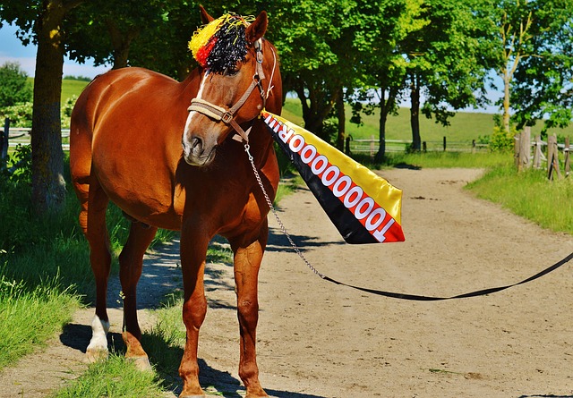 新星球員以 新星球員以